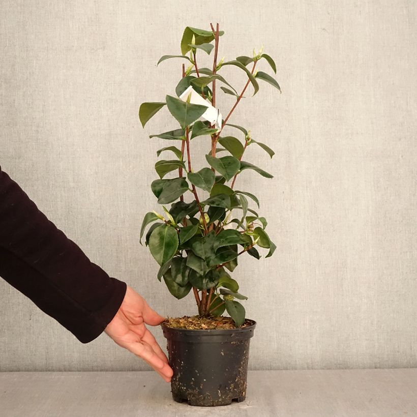 Exemplaar van Camellia japonica Janet Waterhouse - Japanse camelia Pot van 2 l/3 l zoals geleverd in de lente