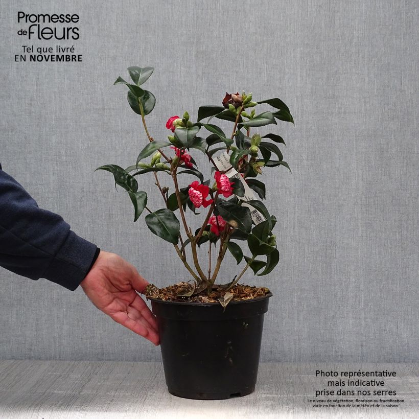 Exemplaar van Camellia japonica Lipstick - Japanse camelia Pot van 4 l/5 l zoals geleverd in de herfst
