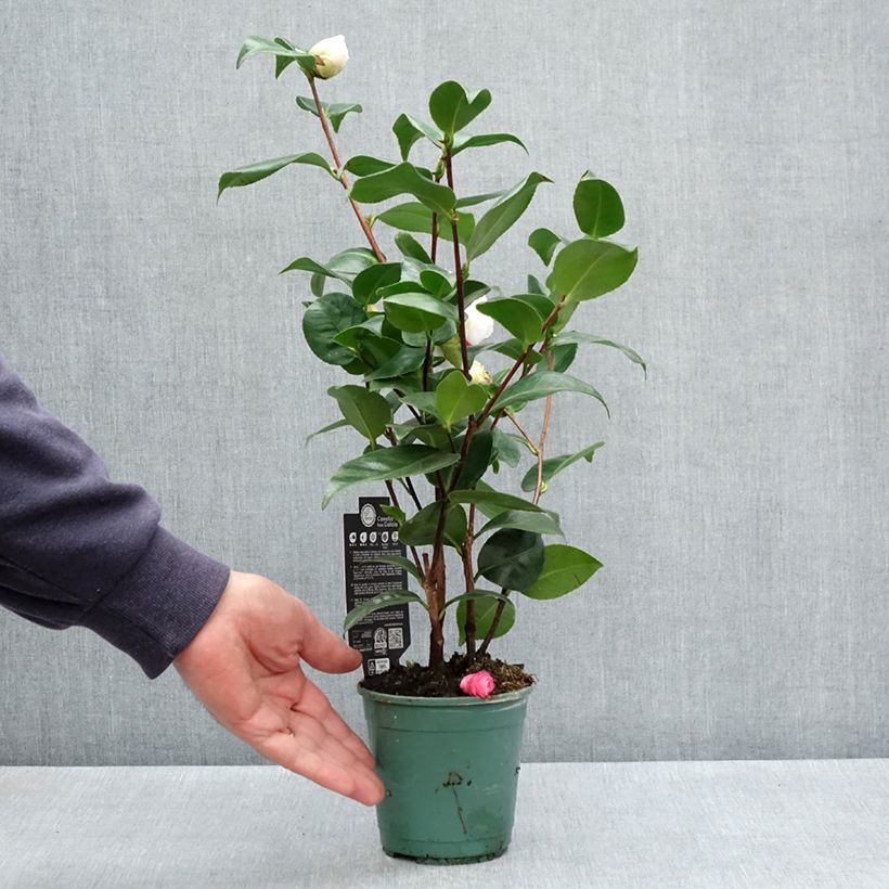 Example of Camélia Margaret Davis - Camellia japonica Pot van 12 cm / 13 cm as you get in printemps