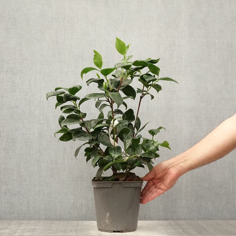 Exemplaar van Camellia japonica Margaret Davis - Japanse camelia Pot van 3 l/4 l zoals geleverd in de zomer