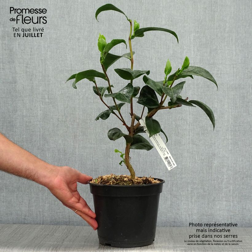 Exemplaar van Camellia japonica Marie-Galante - Japanse camelia Pot van 4 l/5 l zoals geleverd in de zomer