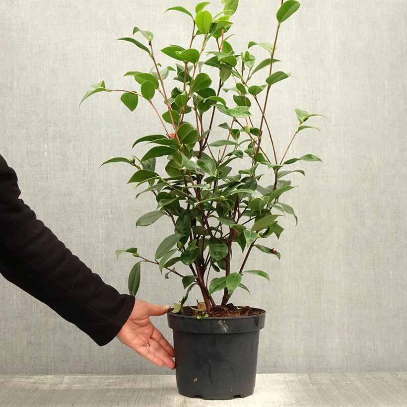 Exemplaar van Camélia Mark Alan - Camellia japonica Pot de 4L/5L zoals geleverd in de herfst