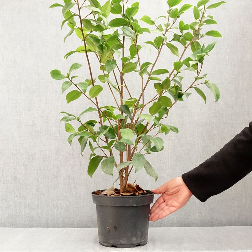 Exemplaar van Camellia japonica Mark Alan - Japanse camelia Pot van 4 l/5 l zoals geleverd in de zomer
