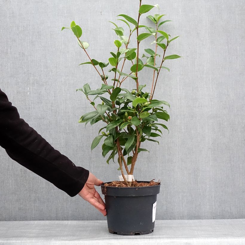 Example of Camélia Mark Alan - Camellia japonica Pot van 4 l/5 l as you get in hiver