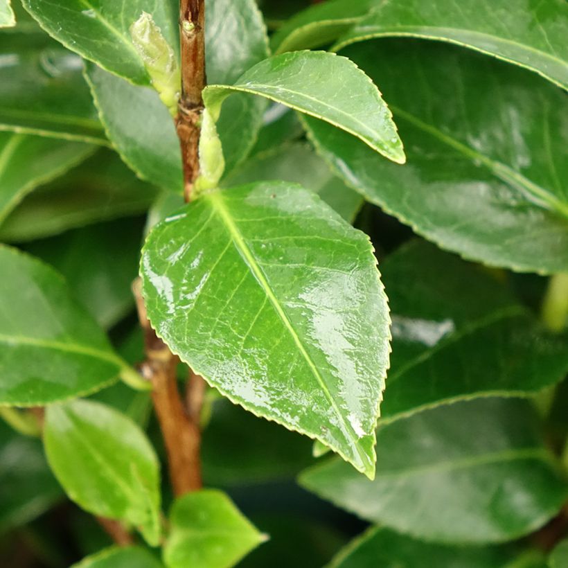 Camellia japonica Mrs Tingley - Japanse camelia (Blad)