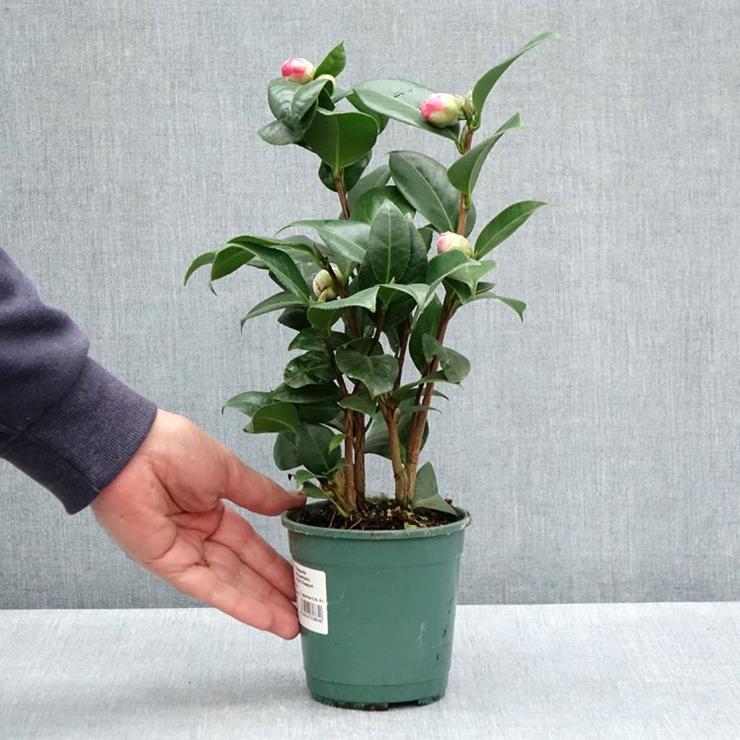 Example of Camélia Nuccio's Cameo - Camellia japonica Pot van 12 cm / 13 cm as you get in printemps