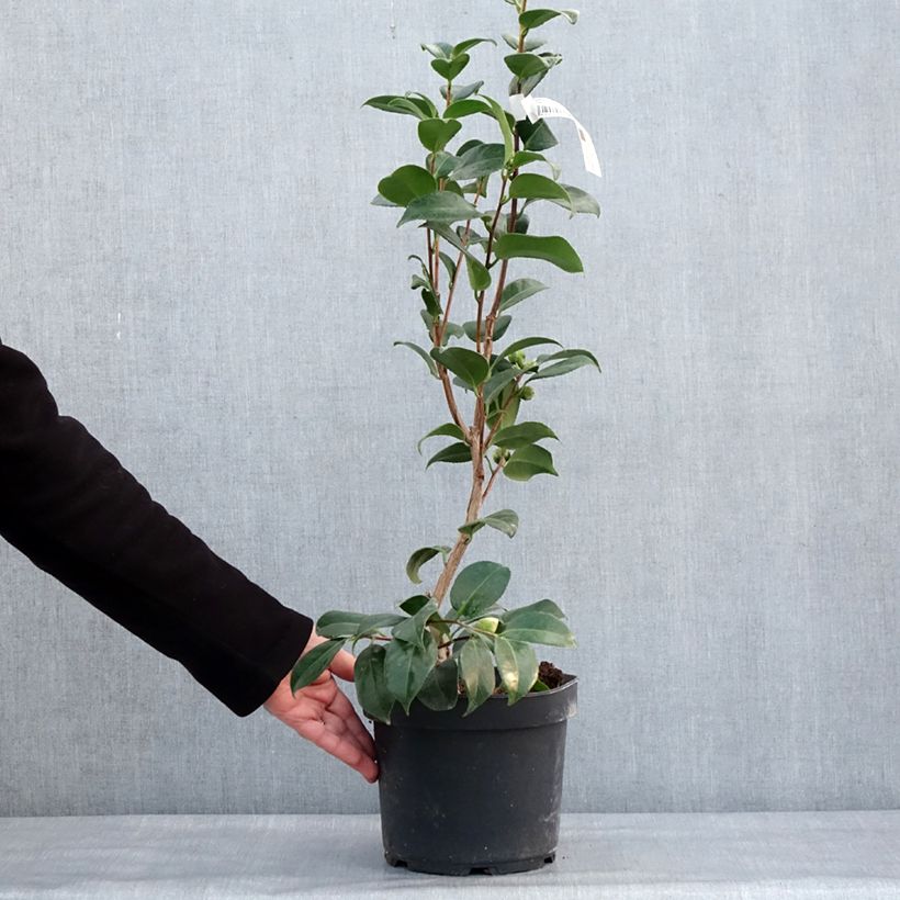 Example of Camélia Nuccio's Cameo - Camellia japonica Pot van 4 l/5 l as you get in hiver
