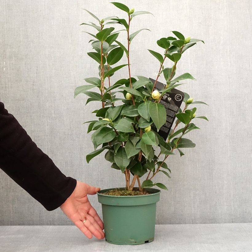 Example of Camélia Nuccios Gem - Japanse camelia Pot van 2 l/3 l as you get in hiver