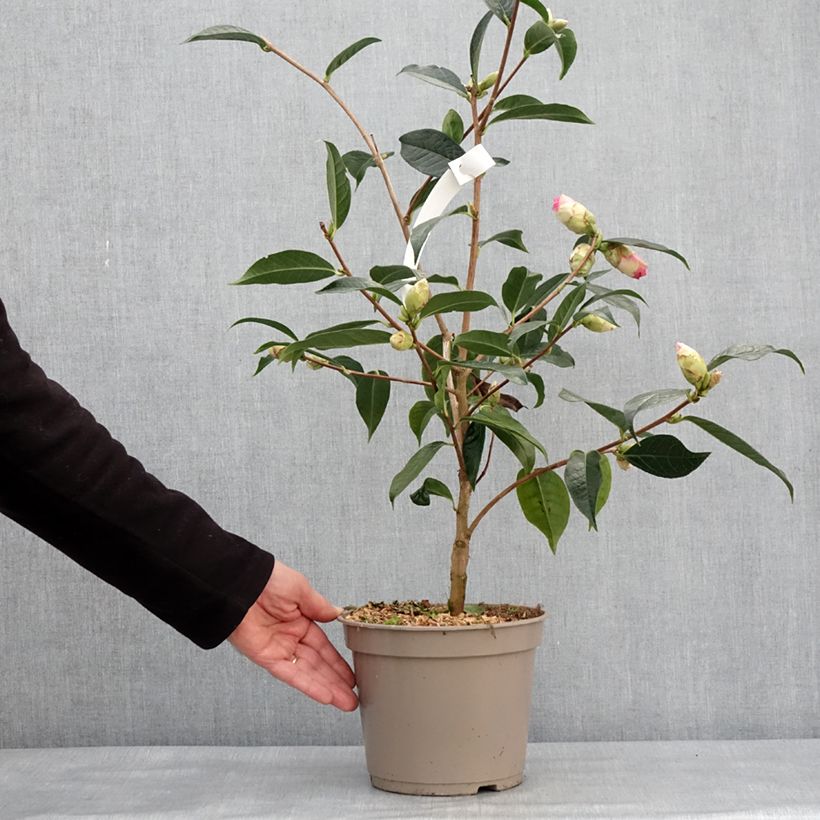 Exemplaar van Camellia reticulata China Lady - Japanse roos Pot van 4 l/5 l zoals geleverd in de winter