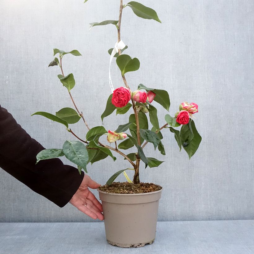 Exemplaar van Camellia Den Burton Pot van 4 l/5 l zoals geleverd in de lente