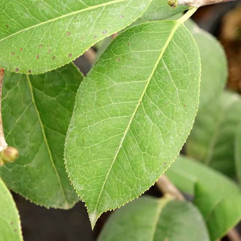 Camellia Dr Clifford Parks (Foliage)
