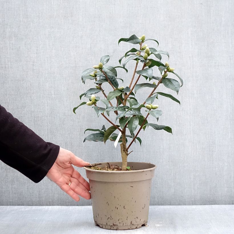 Example of Camélia réticulé Ile Crozet - Camellia reticulata Pot van 4 l/5 l as you get in hiver
