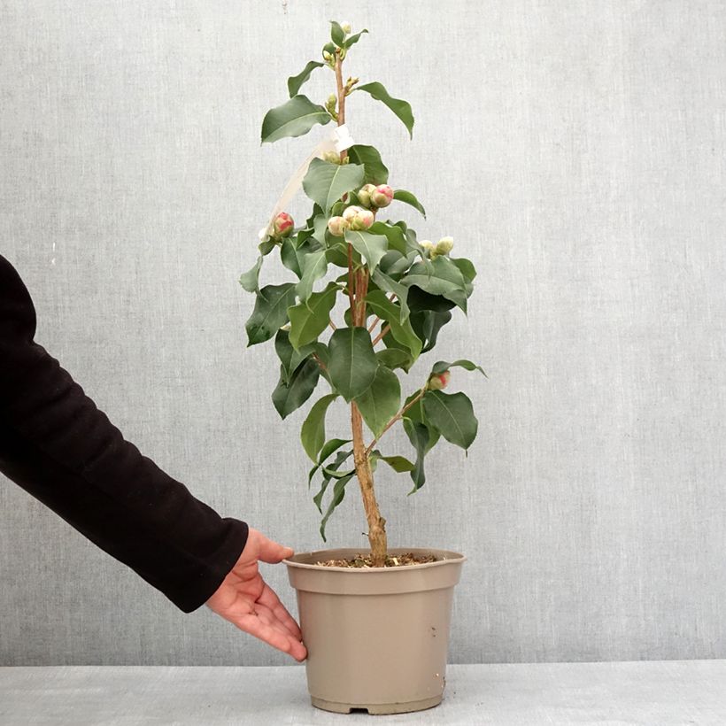 Example of Camélia réticulé Larry Piet - Camellia reticulata Pot van 4 l/5 l as you get in hiver