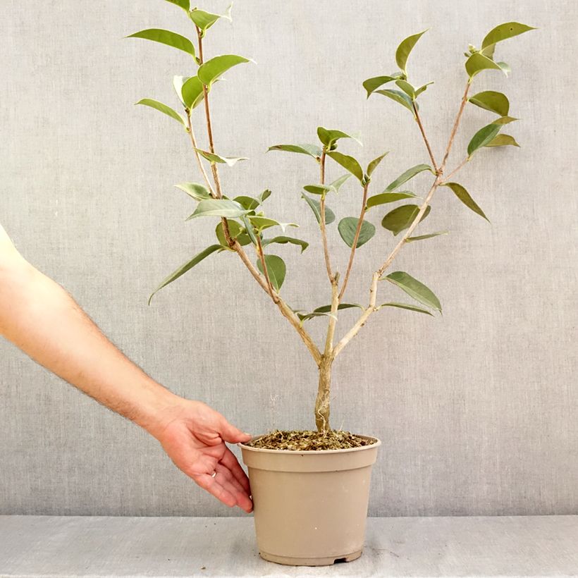 Exemplaar van Camellia Lasca Beauty Pot van 4 l/5 l zoals geleverd in de zomer