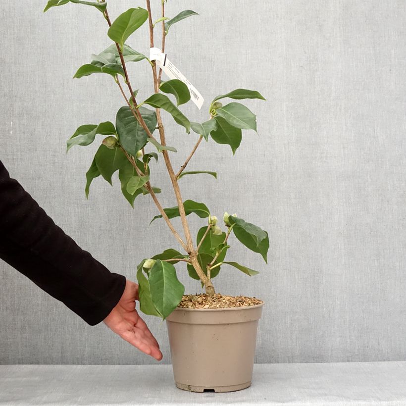 Example of Camélia réticulé Lila Naff - Camellia reticulata Pot van 4 l/5 l as you get in hiver