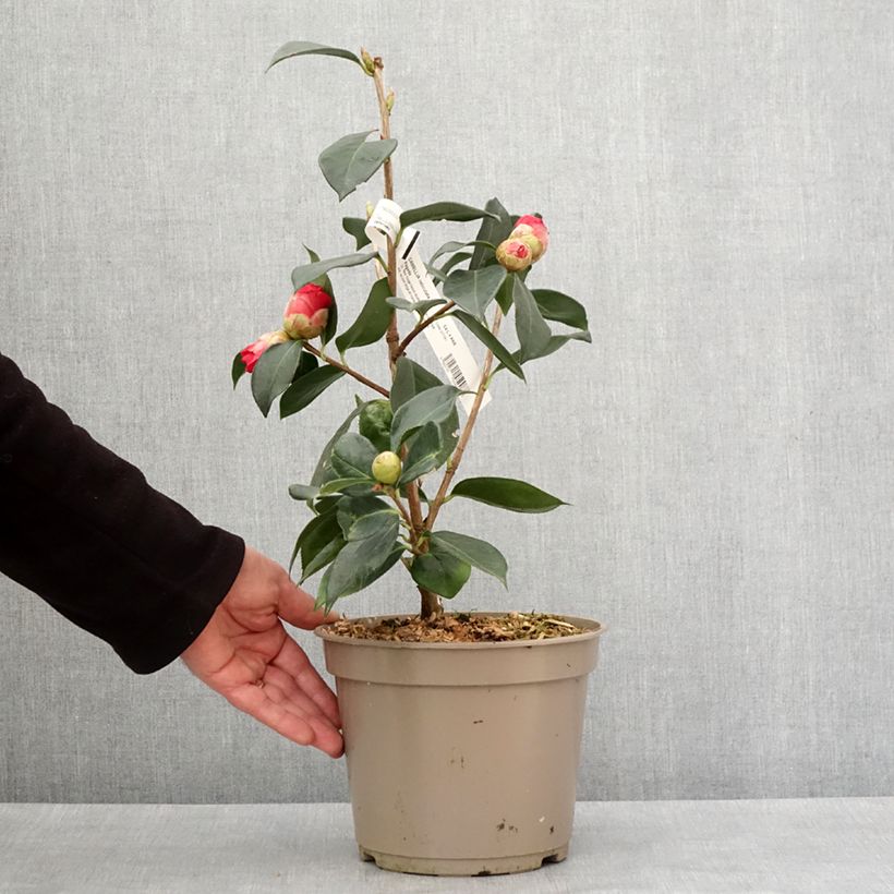 Example of Camélia réticulé Pagoda - Camellia reticulata Pot van 4 l/5 l as you get in hiver