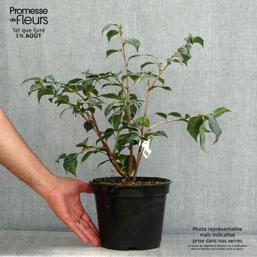 Exemplaar van Camellia japonica Robert Lasson - Japanse camelia Pot van 4 l/5 l zoals geleverd in de zomer