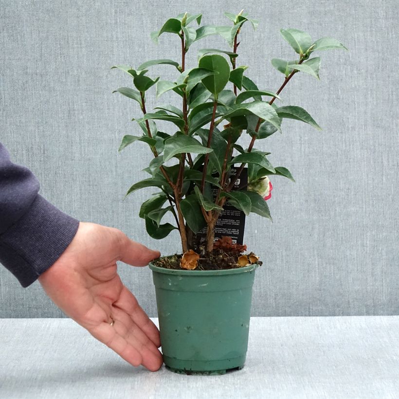 Example of Camélia Roger Hall - Camellia japonica Pot van 12 cm / 13 cm as you get in printemps