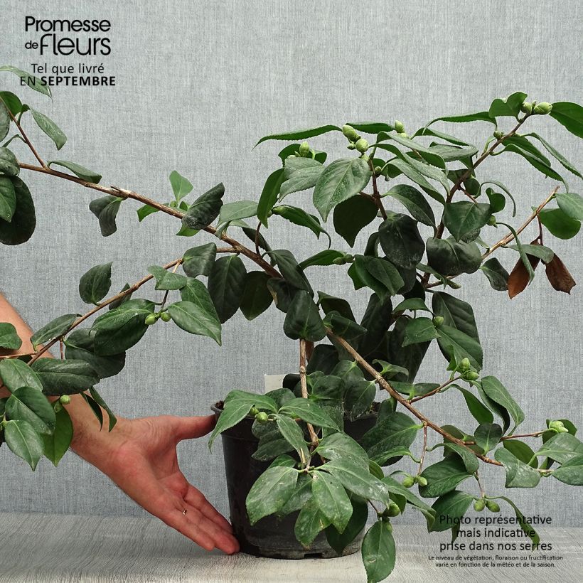 Exemplaar van Camellia japonica Sanpei Tsubaki - Japanse camelia Pot van 4 l/5 l zoals geleverd in de herfst