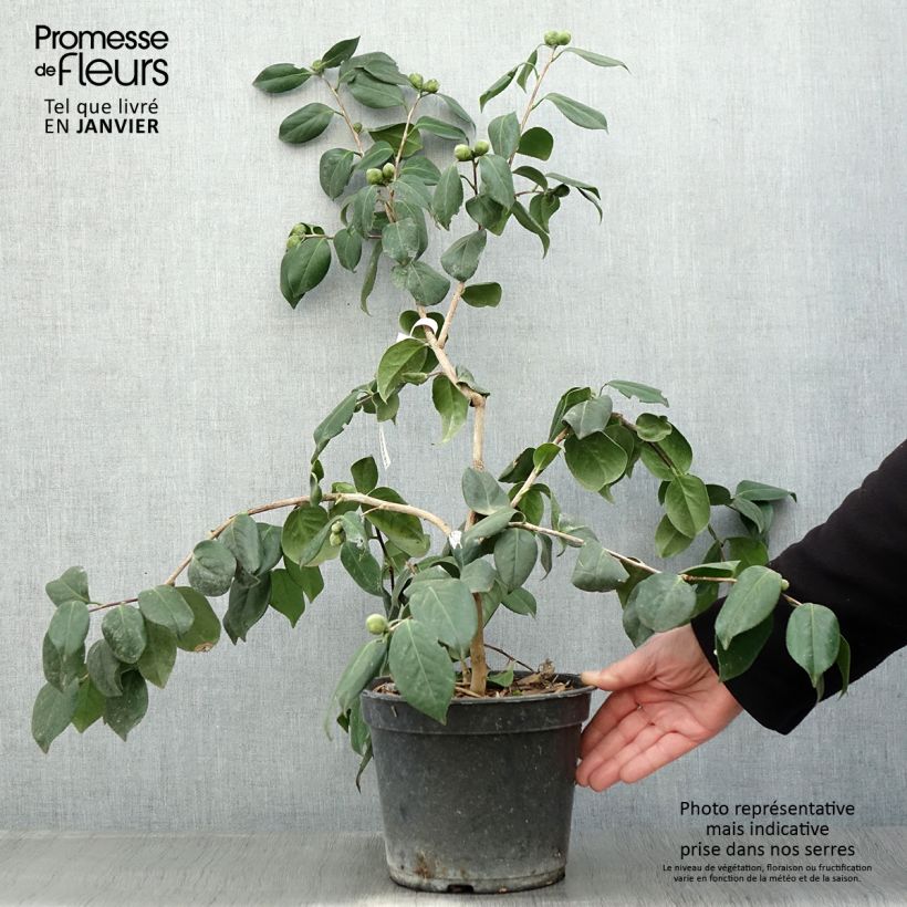 Example of Camelia Sanpei Tsubaki - Camellia japonica Pot van 4 l/5 l as you get in hiver