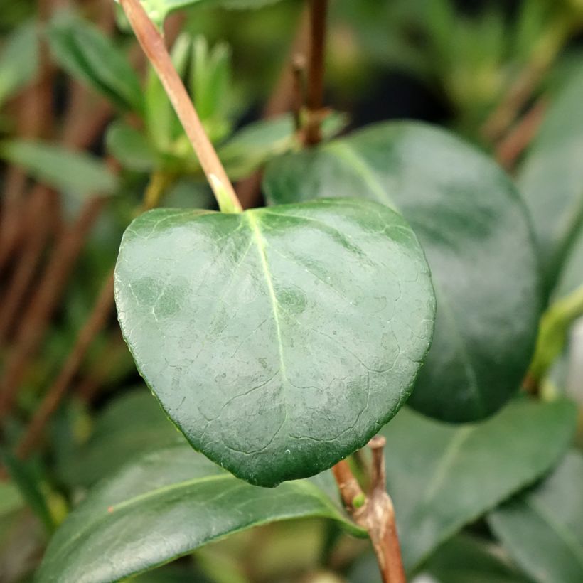 Camellia japonica Satsuma - Japanse camelia (Blad)