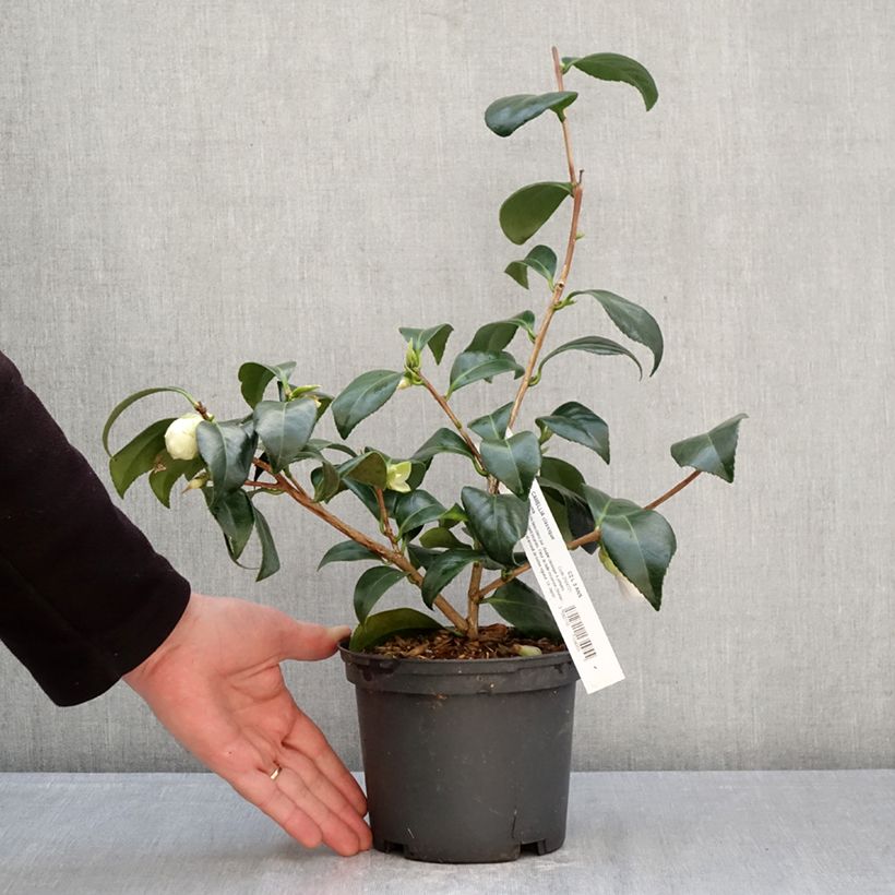 Exemplaar van Camellia japonica Satsuma - Japanse camelia Pot van 2 l/3 l zoals geleverd in de lente