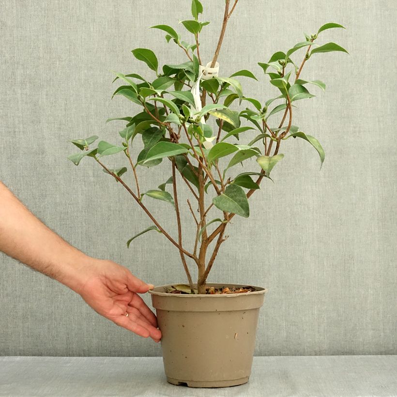 Exemplaar van Camellia japonica Spring Formal - Japanse camelia Pot van 4 l/5 l zoals geleverd in de zomer