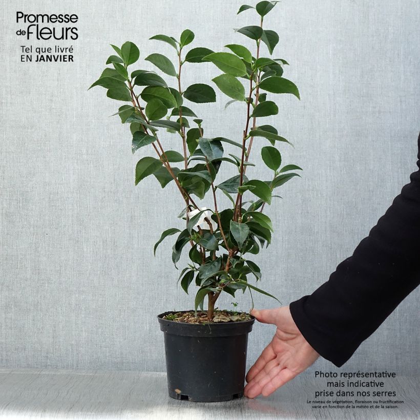 Example of Camélia Stacy Susan - Camellia japonica Pot van 2 l/3 l as you get in hiver