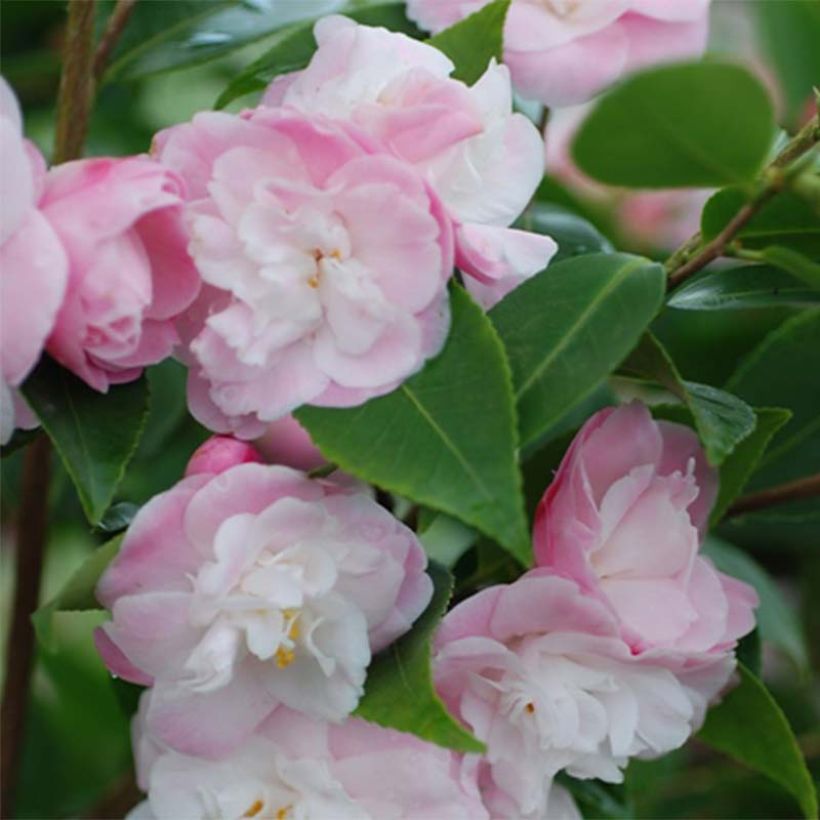 Camellia oleifera Sweet Jane - Specerijstruik (Flowering)