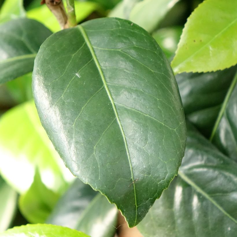 Camellia japonica Tada Meibi - Japanse camelia (Blad)