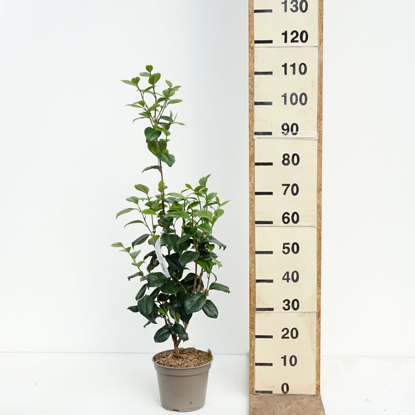 Exemplaar van Camellia japonica Tada Meibi - Japanse camelia Pot van 4 l/5 l zoals geleverd in de lente
