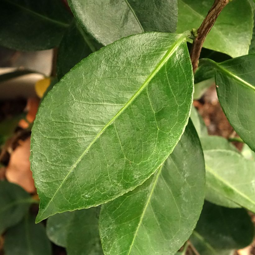 Camellia japonica Traverso - Japanse camelia (Blad)