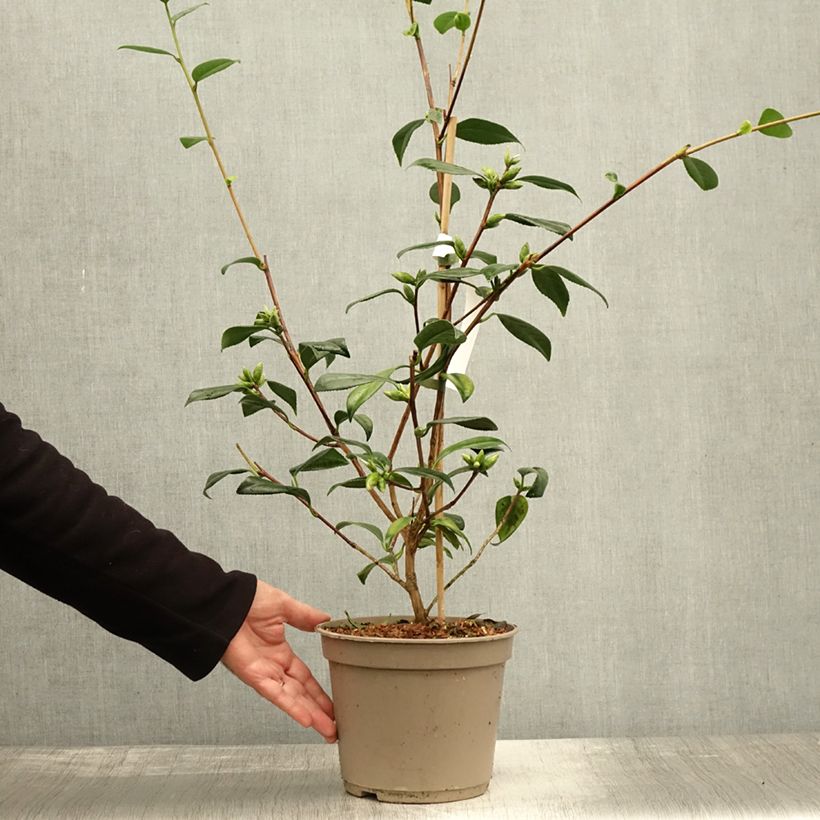 Exemplaar van Camellia x williamsii Tulip Time - Williamsii-camelia Pot van 4 l/5 l zoals geleverd in de herfst