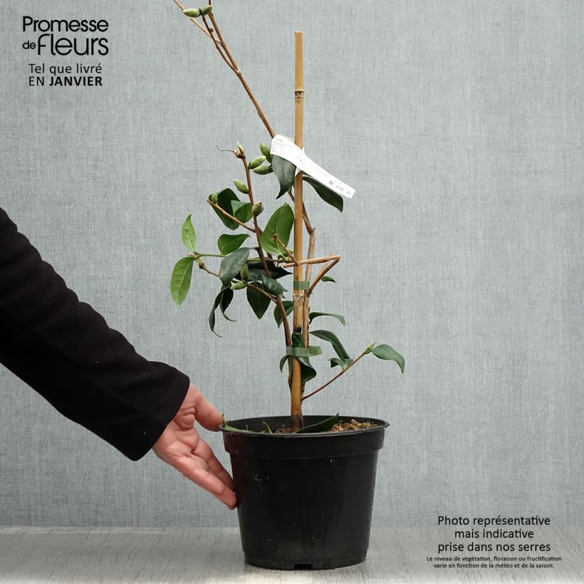 Example of Camélia Tulip Time - Camellia (x) williamsii Pot van 4 l/5 l as you get in hiver