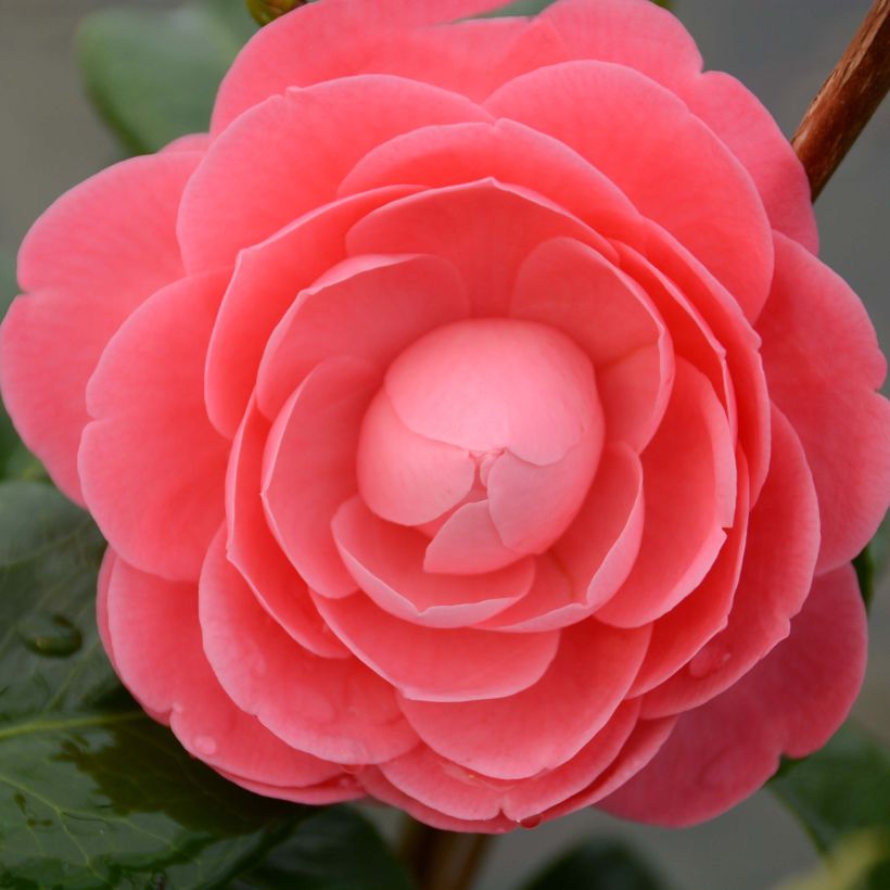 Camellia japonica Valtevareda - Japanse camelia (Flowering)