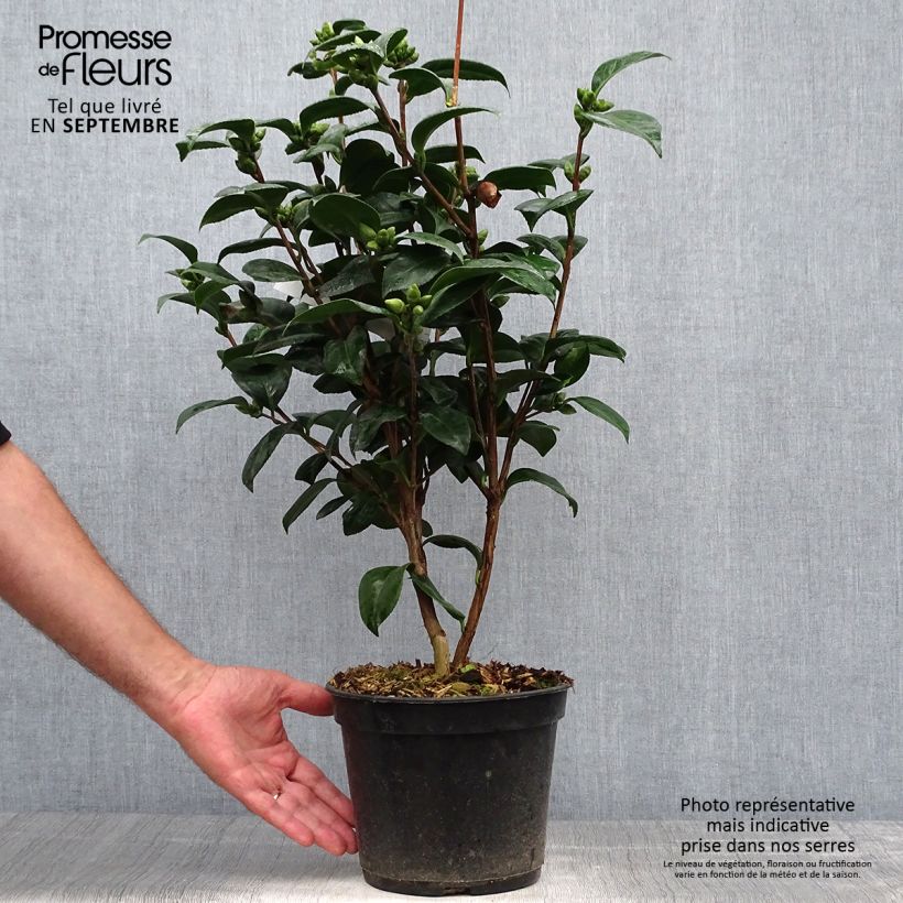 Exemplaar van Camellia japonica Valtevareda - Japanse camelia Pot van 4 l/5 l zoals geleverd in de herfst
