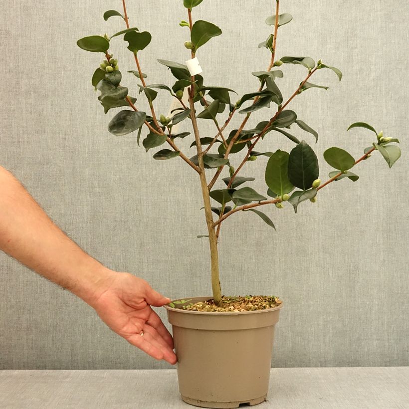 Exemplaar van Camellia japonica Ville du Havre - Japanse camelia Pot van 4 l/5 l zoals geleverd in de zomer