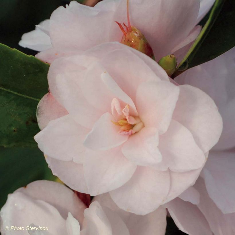 Camellia Cinnamon Cindy - Japanse roos (Flowering)