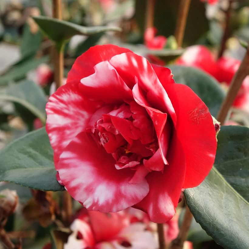 Camellia japonica Midnight Variegated - Japanse camelia (Bloei)