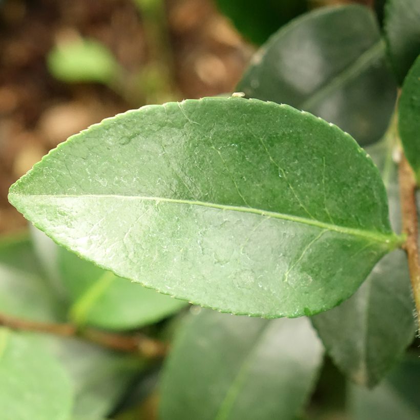 Camellia sasanqua Belinda - Herfstcamelia (Blad)