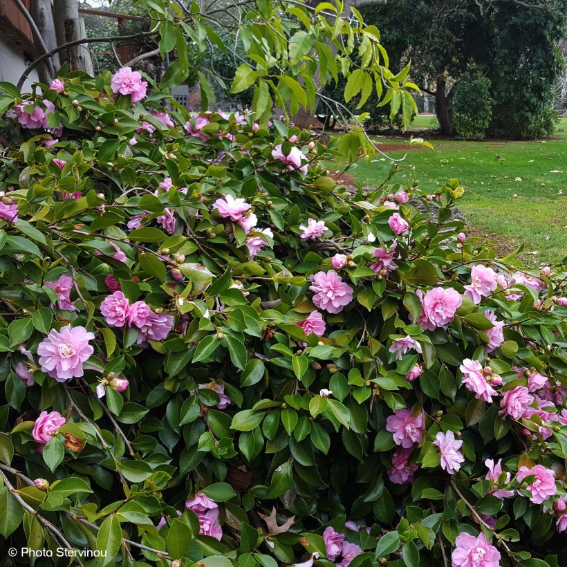 Camellia sasanqua Waterfall Pink - Herfstcamelia (Plant habit)