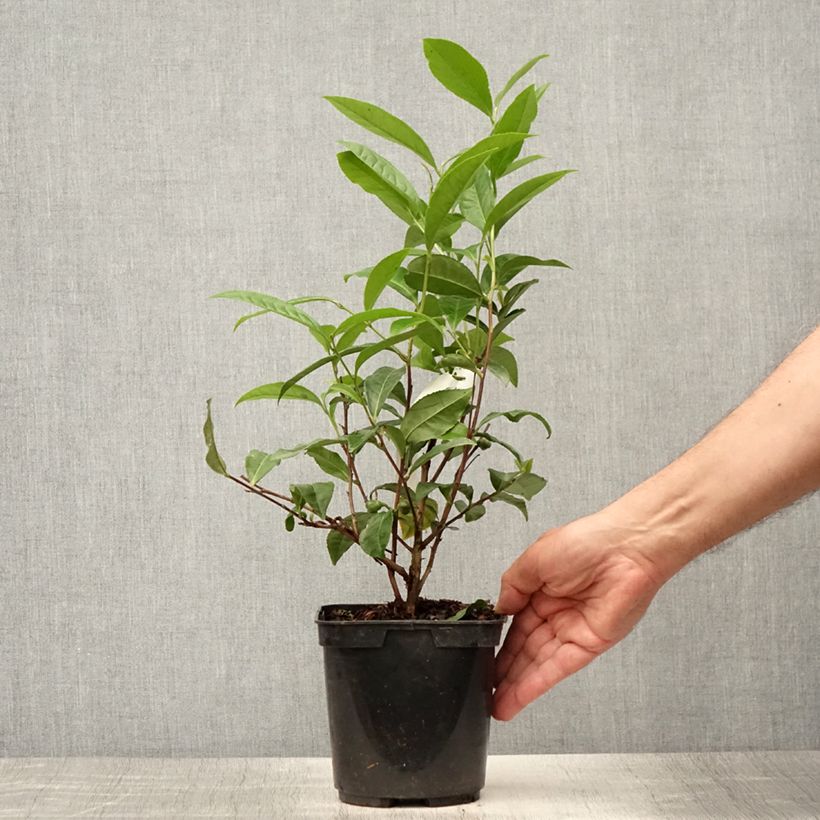 Exemplaar van Camellia sinensis Théojardin® - Theeplant Pot van 2 l/3 l zoals geleverd in de zomer