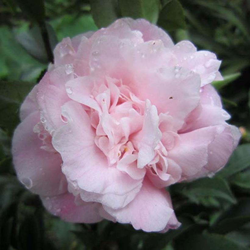 Camellia Sweet Emily Kate (Flowering)