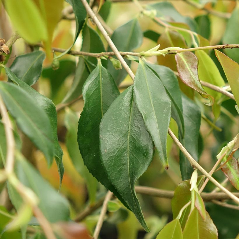 Camellia tsaii (Blad)