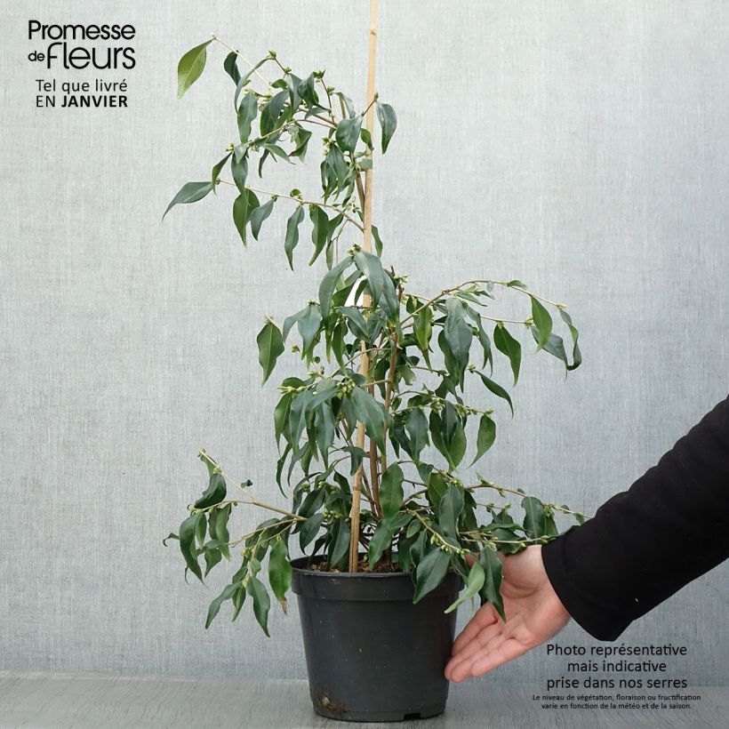 Example of Camellia tsaii - Camélia d'hiver Pot van 4 l/5 l as you get in hiver