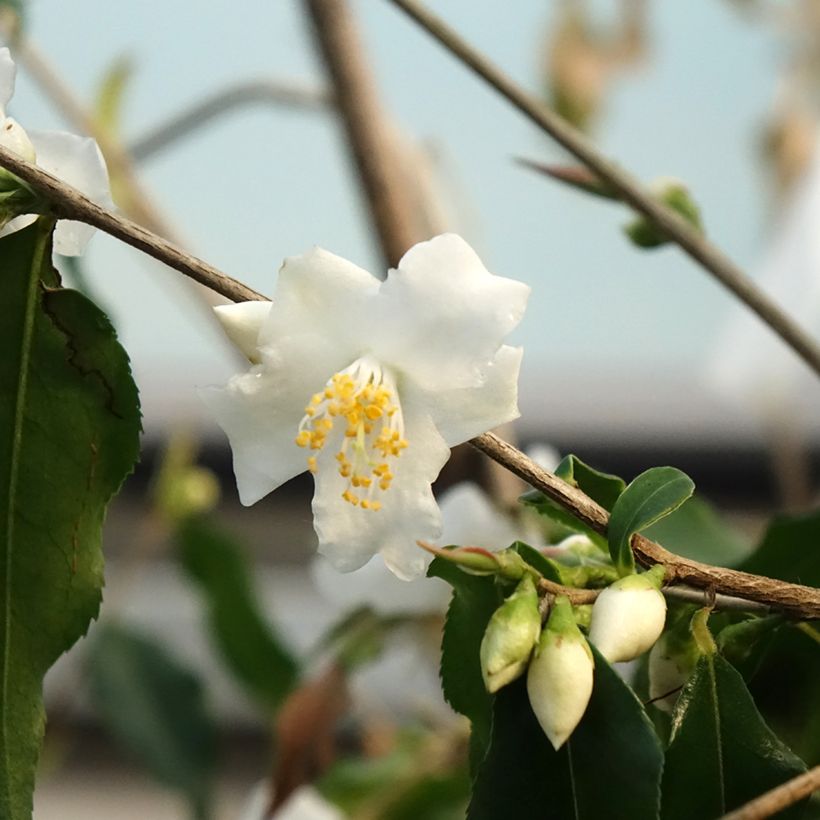 Camellia tsaii (Bloei)