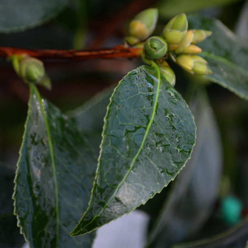 Camellia x williamsii Spring Daze - Williamsii-camelia (Foliage)