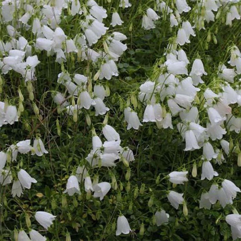 Campanula cochleariifolia Alba - Klokje (Flowering)