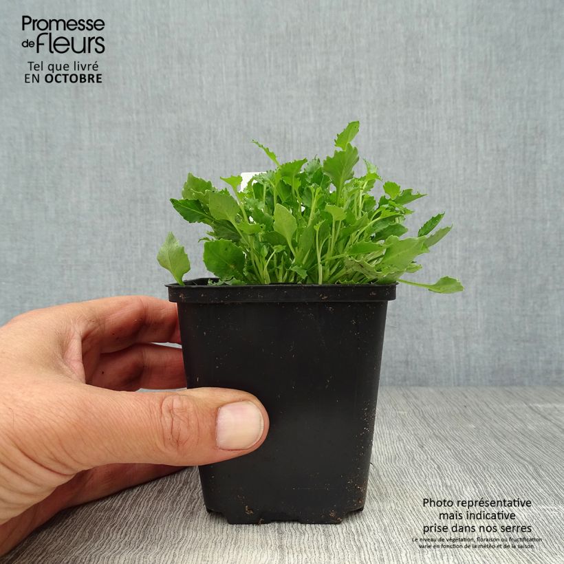 Exemplaar van Campanula cochleariifolia Alba - Klokje Kweekpotje van 8/9 cm zoals geleverd in de herfst