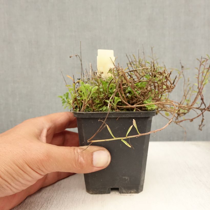 Exemplaar van Campanula cochleariifolia - Klokje Kweekpotje van 8/9 cm zoals geleverd in de zomer